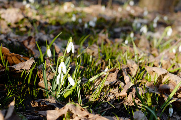 Beautiful snowdrops (Galanthus Nivalis L.) in the forest