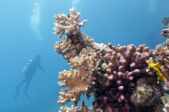 coral reef and diver in tropical sea - underwater