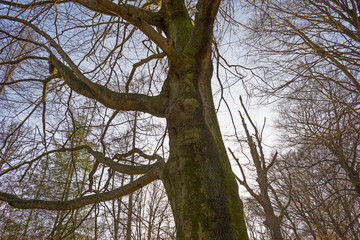 Canopy of a beech in the sky in winter