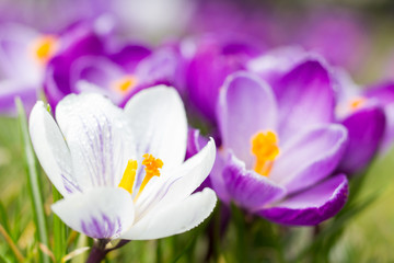 White and purple crocus in spring