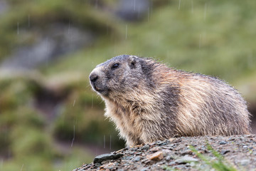 Alpine Marmot
