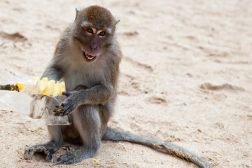 monkey eating mango with a package