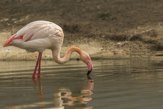 Greater flamingo looking for food