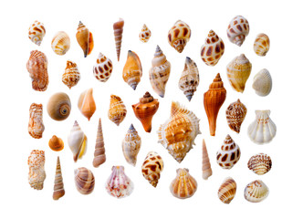 Assorted seashells