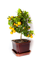 Little orange tree