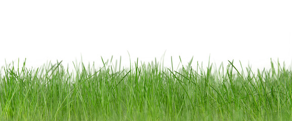 Fototapeta premium Fresh green grass
