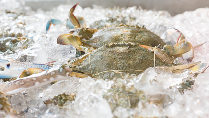 Blue crabs on ice