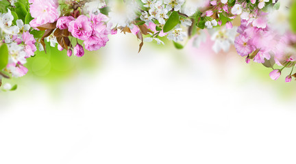 Obraz na płótnie Canvas Beautiful spring blossoms background