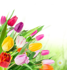 Fototapeta premium tulips over white background