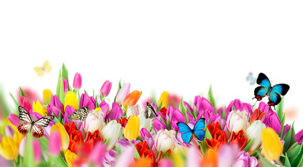 Beautiful bouquet of tulips.