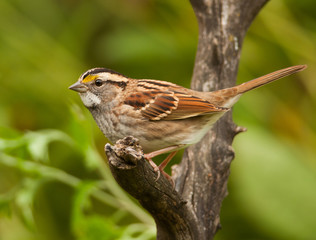 White-throated Sparrow