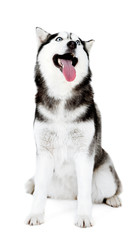 Beautiful cute husky, isolated on white
