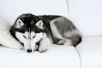 Beautiful cute husky lying on sofa in white room