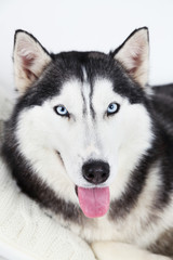 Beautiful cute husky lying pillow