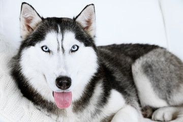 Beautiful cute husky lying pillow