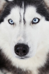 Beautiful cute husky, close up