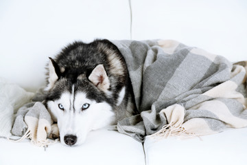 Beautiful cute husky lying on sofa with plaid in white room