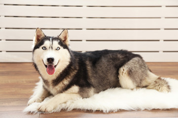 Beautiful cute husky lying on carpet in room