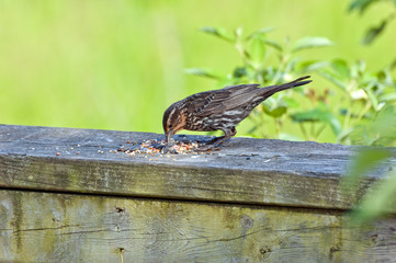 Brewer's Blackbird