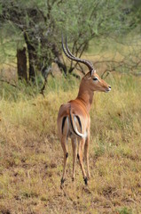 impala
