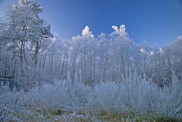 hoarfrost on trees