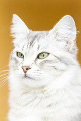 silver version of siberian cat
