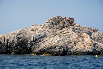 Mediterranean bird on cliff Mallorca, Balearic islands