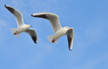 Seagull Flying on Blue Sky