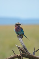ghiandaia africana
