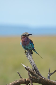 ghiandaia africana