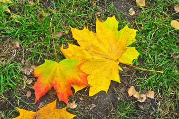 Fallen autumn leaves on the ground.