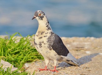 Pigeon isolated