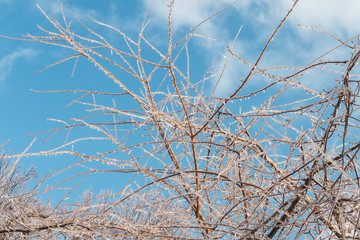 ice crystals covering cherry tree branches
