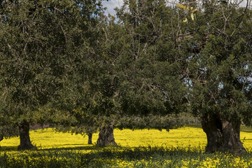 Fototapeta premium carob tree orchard in a field of yellow flowers