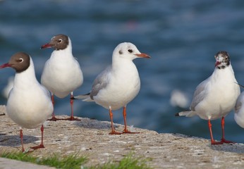 Seagull standing near blue sea