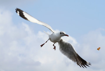 Seagull flying