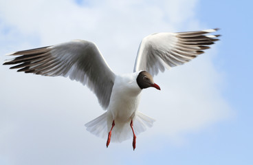 Seagull flying