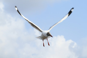 Seagull flying