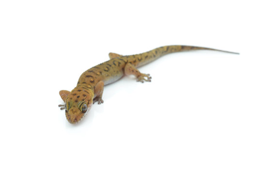 Gecko (Gekkonidae) on white background