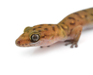 Gecko (Gekkonidae) on white background