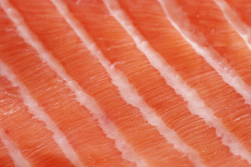 Fresh salmon fillet close up