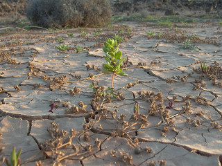 dried earth in the desert