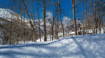 La neve ed il Bosco