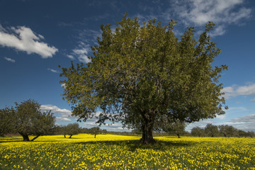  carob tree orchard in a field of yellow flowers - obrazy, fototapety, plakaty