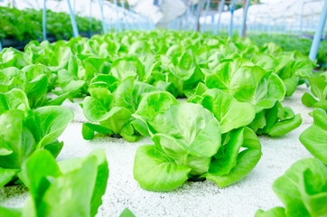 green cos lettuce/ butterhead - hydroponics vegetable farm.