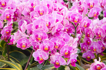 pink orchid