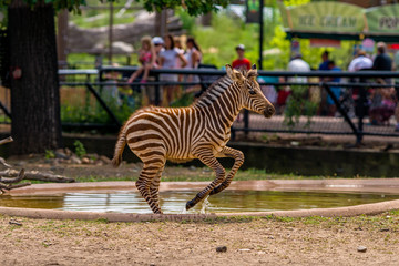 leaping zebra, como zoo