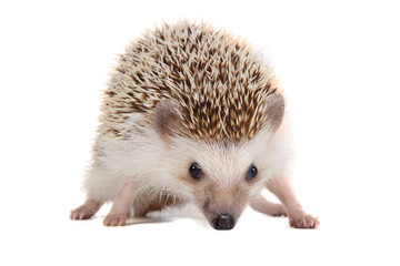 Little hedgehog.