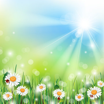 Spring Background with Grass and Flowers on a Sunny Day