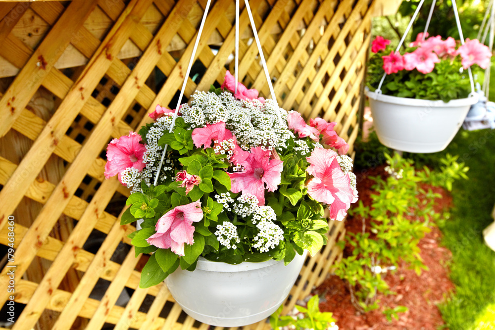 Sticker flowers petunia in the garden.